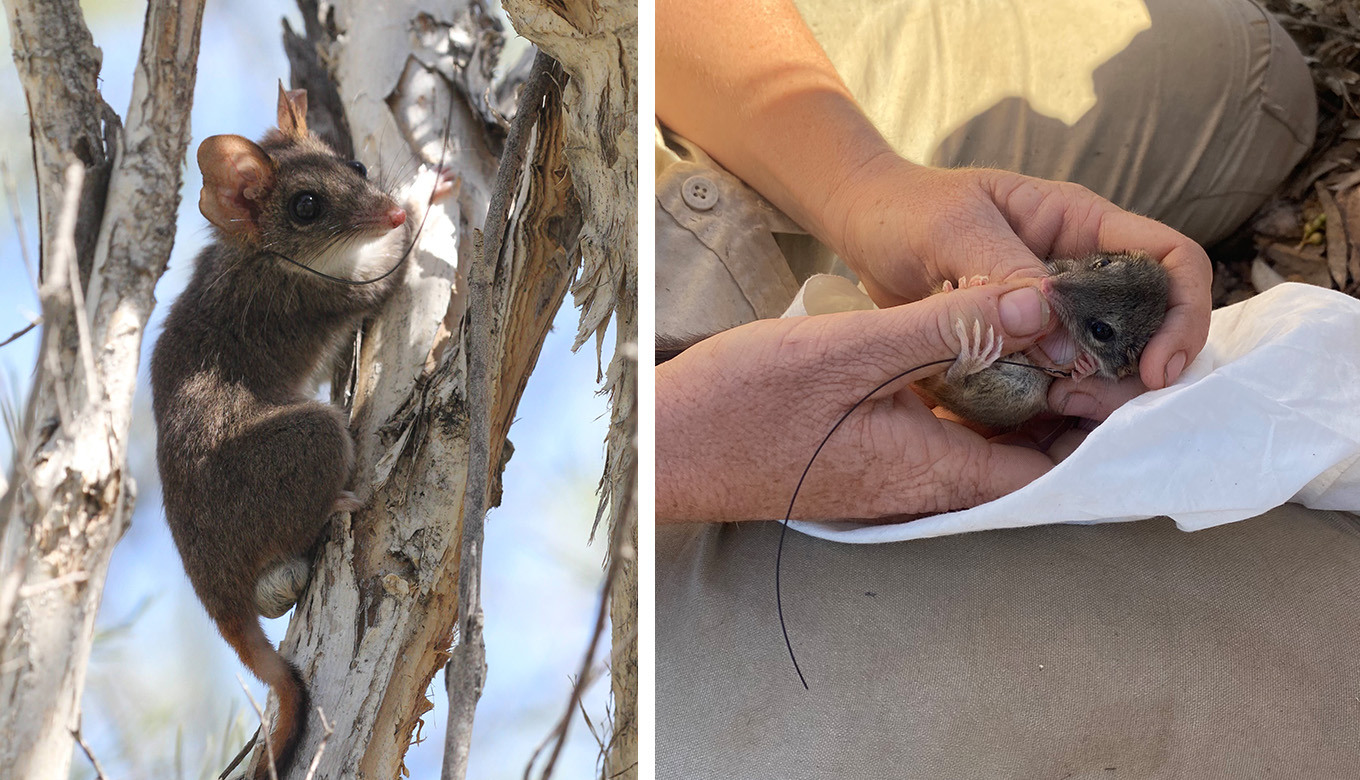 Red-tailed phascogales. Photo courtesy of the Department for Environment and Water.
