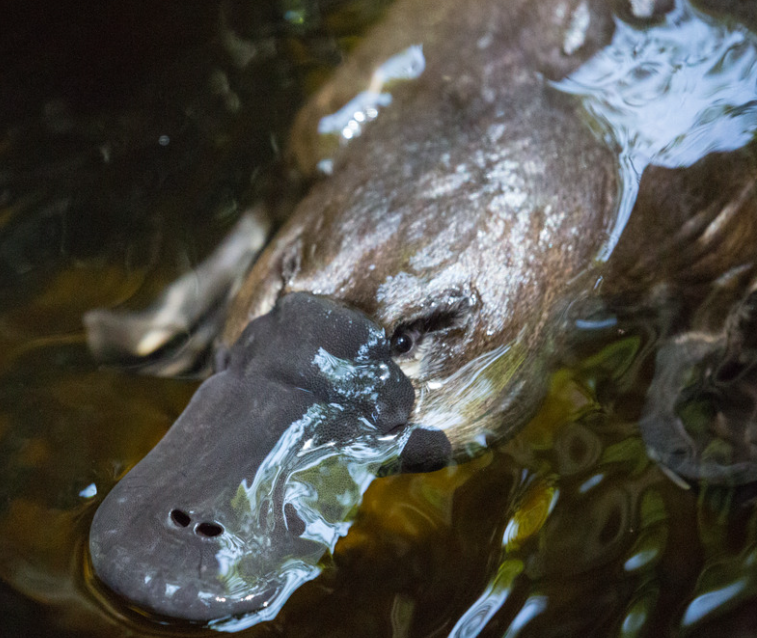 Platypus head