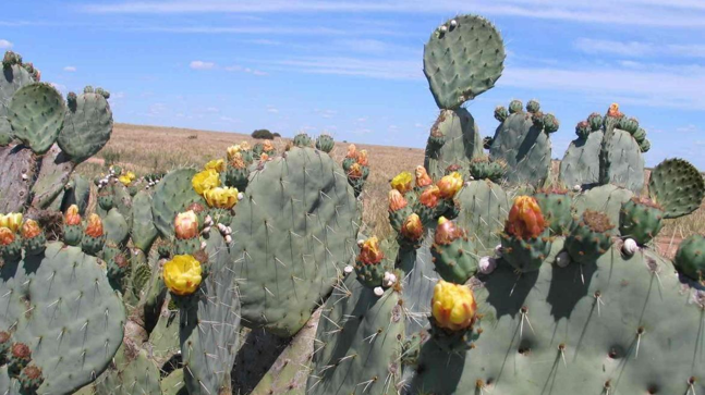 Prickly pears, a common name used to describe over ten Opuntia species, are perennial succulent plants, long-lived and well-adapted to semi-arid climates with an annual rainfall of 150 mm and grow in all soil types. Opuntia species vary in form ranging from sprawling shrubs to large tree like structures up to 6 m in height. They all have flattened cladodes (stem/pad) usually round or oval shaped dotted with large spines. Colours are various shades of green.