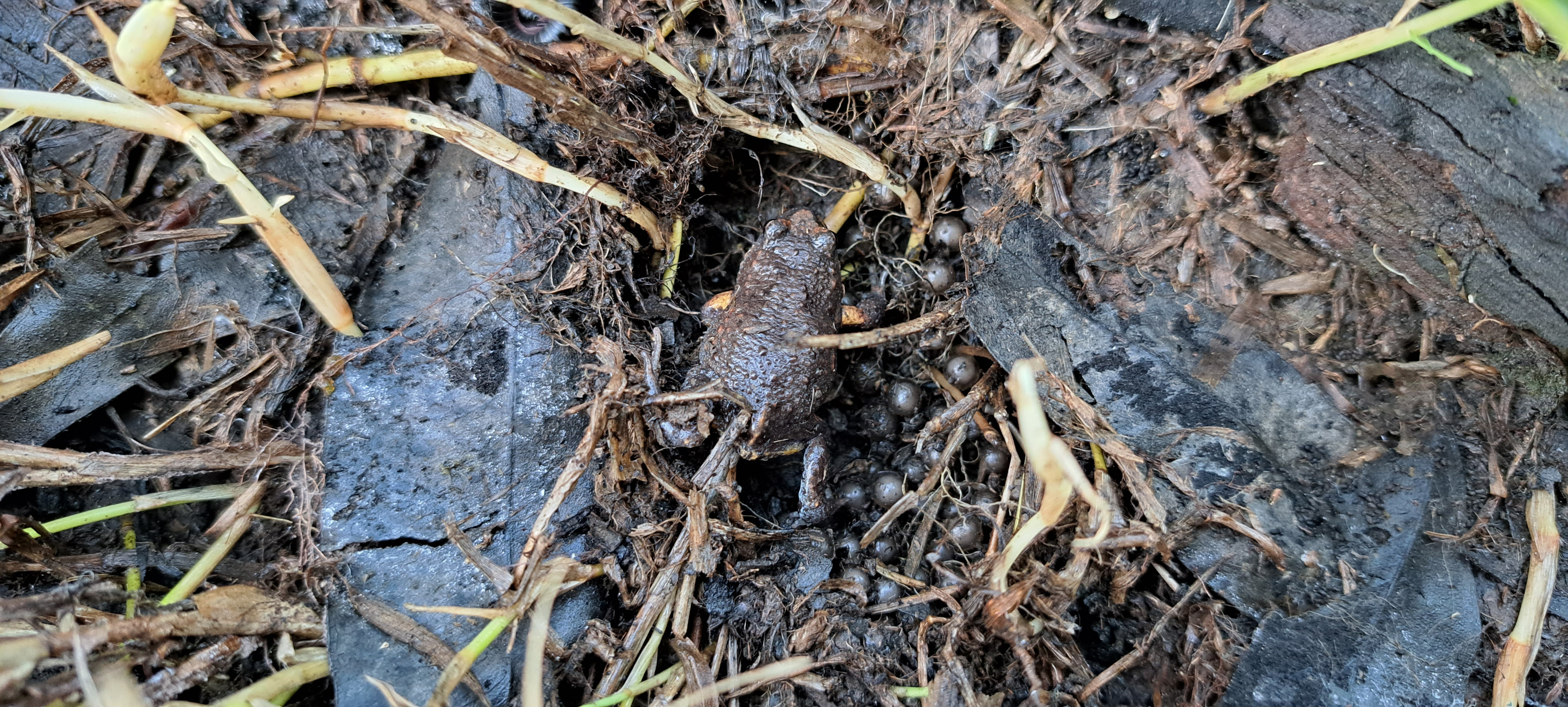 A bibron's toadlet and its eggs in amongst leaf litter.