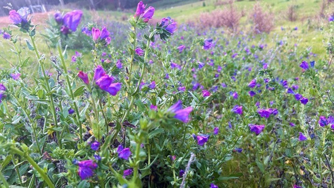 Also known as Paterson’s curse, salvation Jane is an annual herb that grows from a sturdy taproot that makes them resistant to drought. Plants can germinate at any time of the year when conditions are favourable however they typically appear in autumn and winter. The dark to light green leaves which form a rosette, are covered in short stiff hairs, broad oval shaped, growing up to 30 cm long and have distinct, branched veins.
