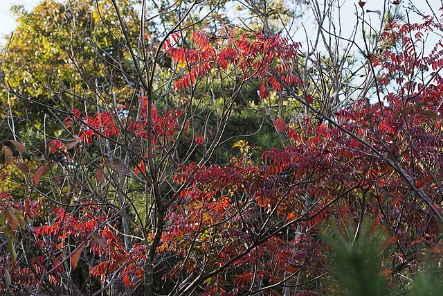 A large shrub or small tree of 5–8 metres tall with smooth, grey bark. The leaves are divided into 9–15 leaflets (mostly 11) that are 4–10 centimetres long and 2–3 cm wide. They are arranged in opposite pairs with a single terminal leaflet. These leaves are initially green on top with a greyish underside that turn bright red or crimson before they are shed in autumn.