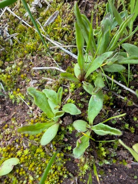 Small bright green seedlings are popping out of damp soil