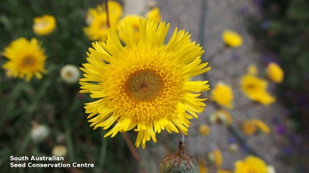 A showy copper-wire daisy flower, bright yellow, daisy looking, with inlets of oranges and reds. Blurred background of other flowers.