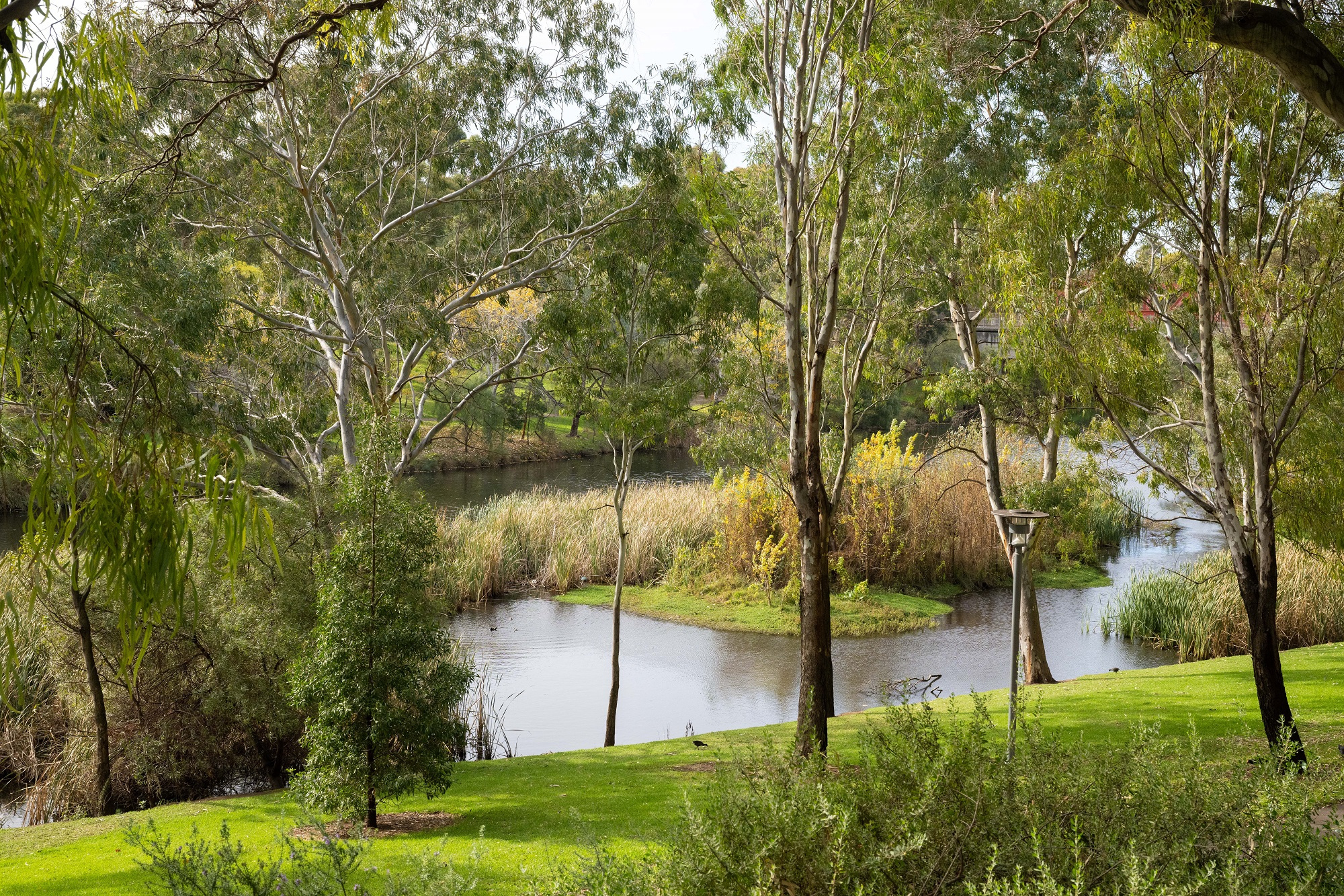 River Torrens at Bonython Park, with trees and reeds surrounding