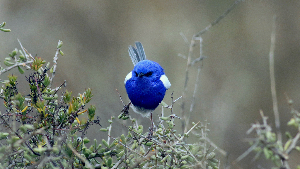 Another beautiful bird – a white-winged fairy wren (Malurus leucopterus) found in Alice Springs. Photo: Martin Stokes.