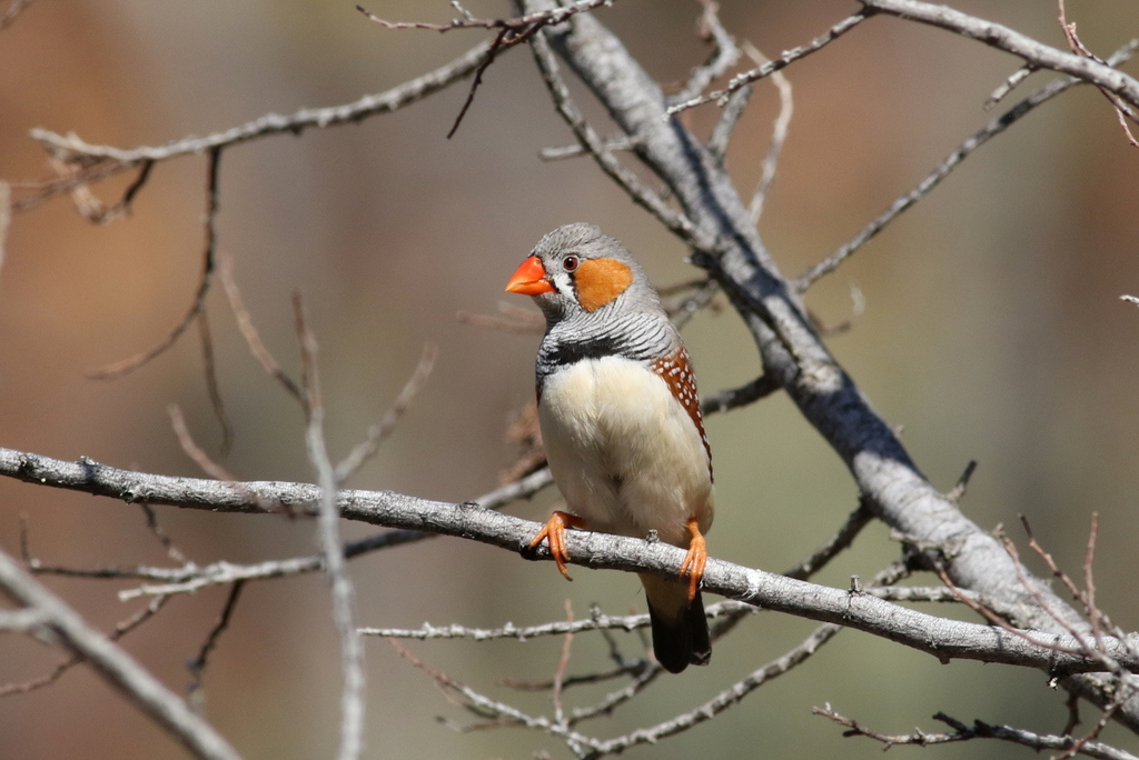 Zebra finch. Photo: Martin Stokes.