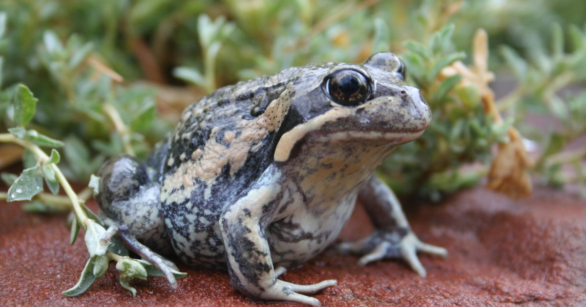 Martin Frog Spring into action for SA’s frogs | Green Adelaide