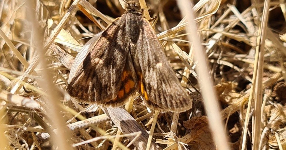 Snap a sun-moth: How your photos could help a species | Green Adelaide
