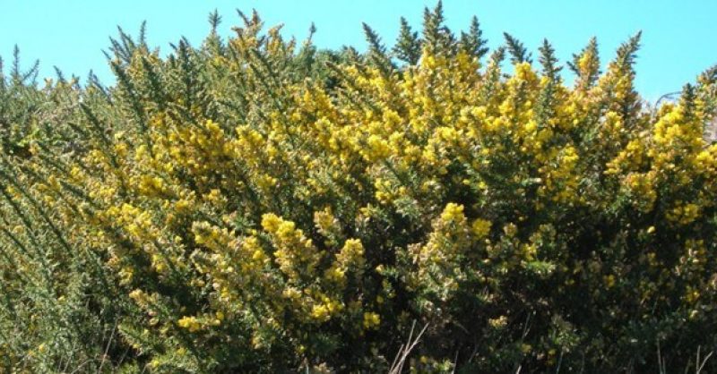 Gorse | Green Adelaide