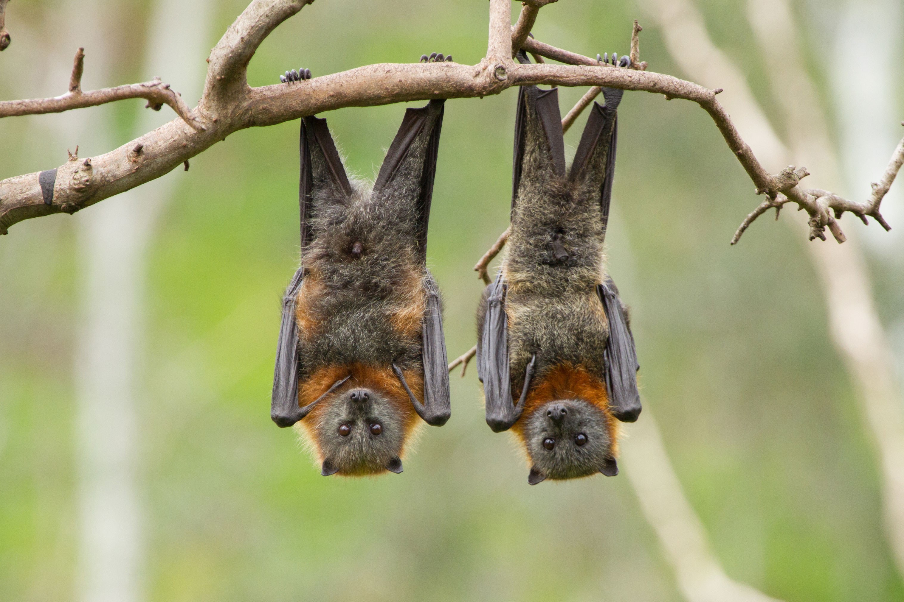 australian flying fox hands