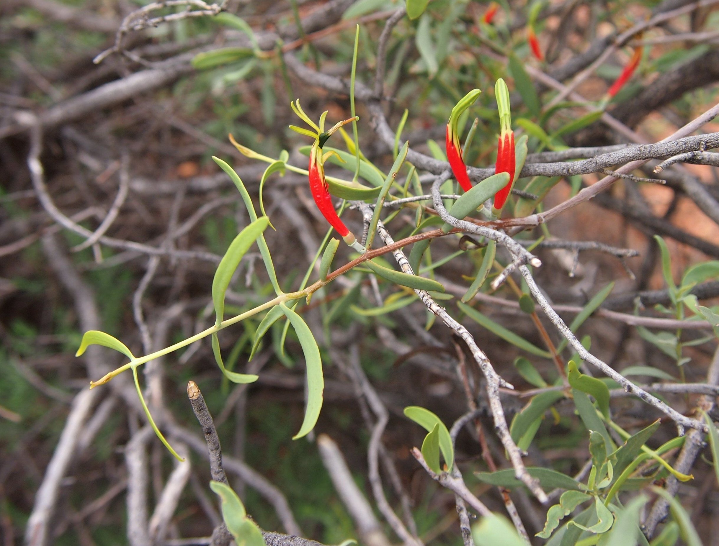 harlequin mistletoe-credit Mark Marathon, Wikimedia Commons