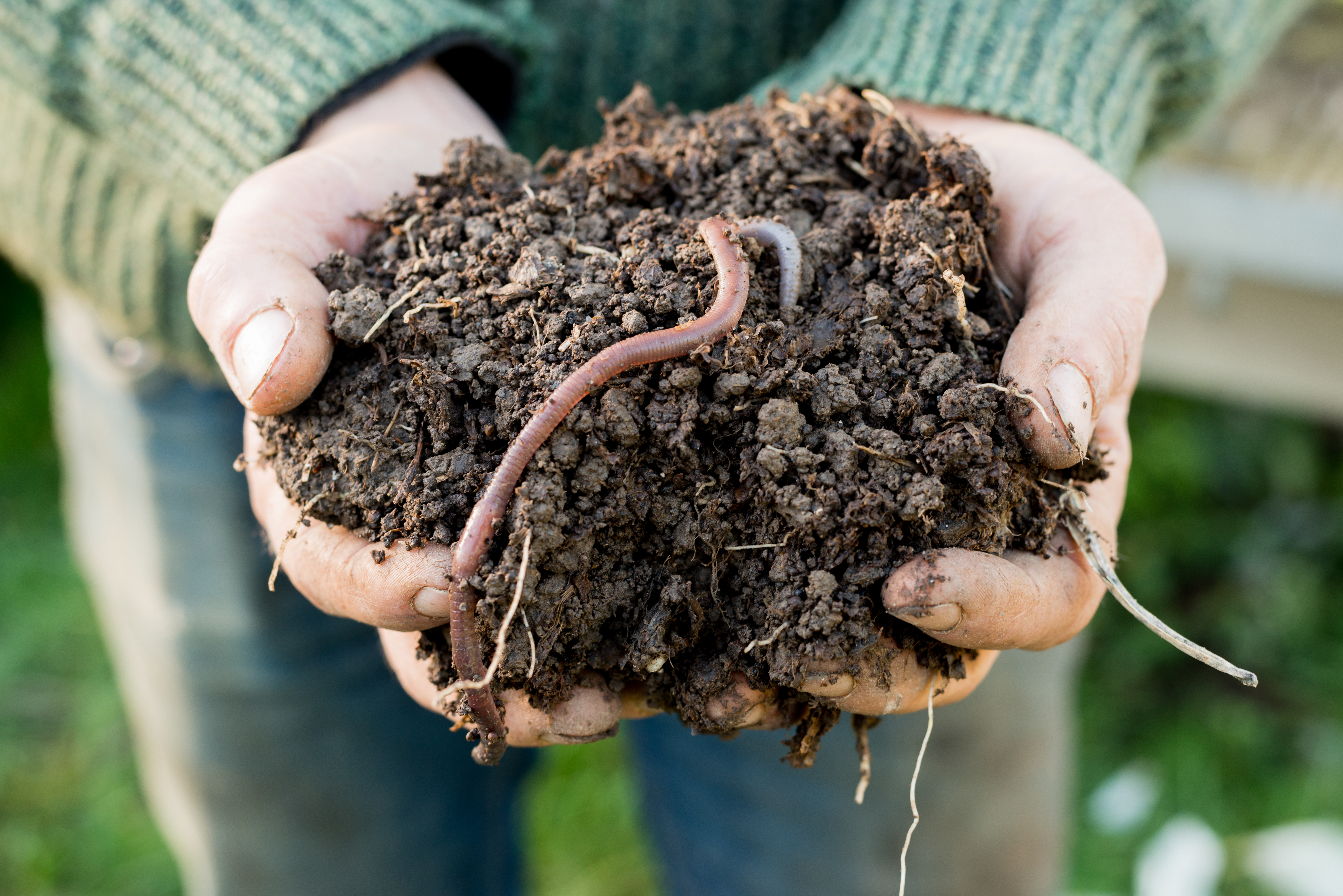 Closeup of a person's hands holding fresh dark soil made from compost containing healthy earthworms. Photo from iStock