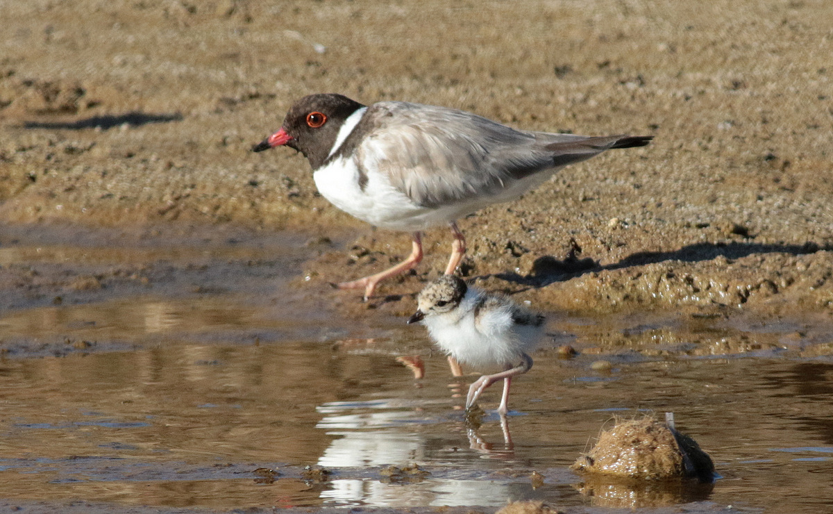 A hooded plover adult and chick at the water's edge.