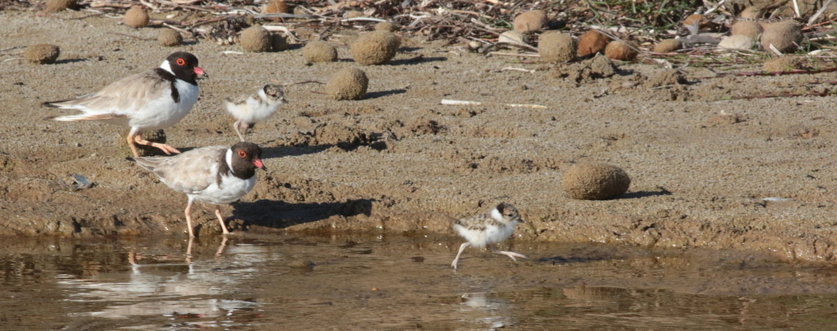 hooded-plover-adults-and-chicks-martin-stokes