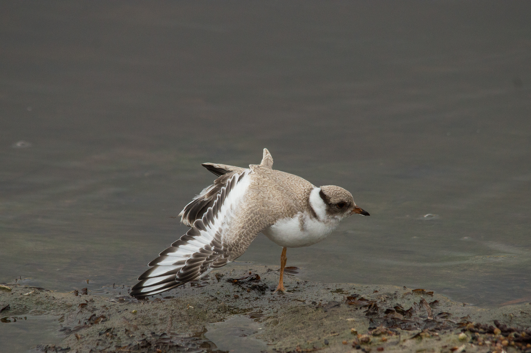 48-day old juvenile hooded plover. Photo: Kerri Bartley