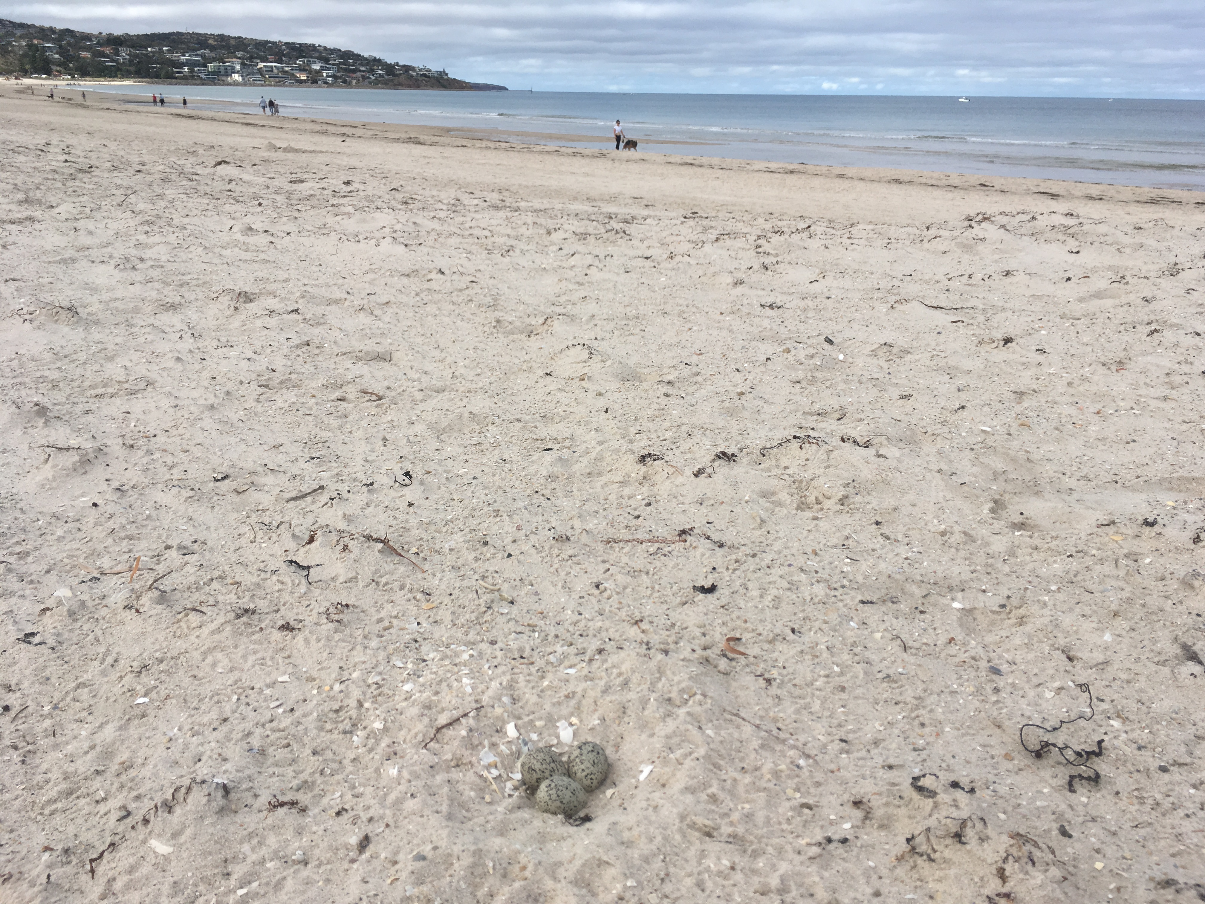 A hooded plover nest on the beach. Photo: Kerri Bartley