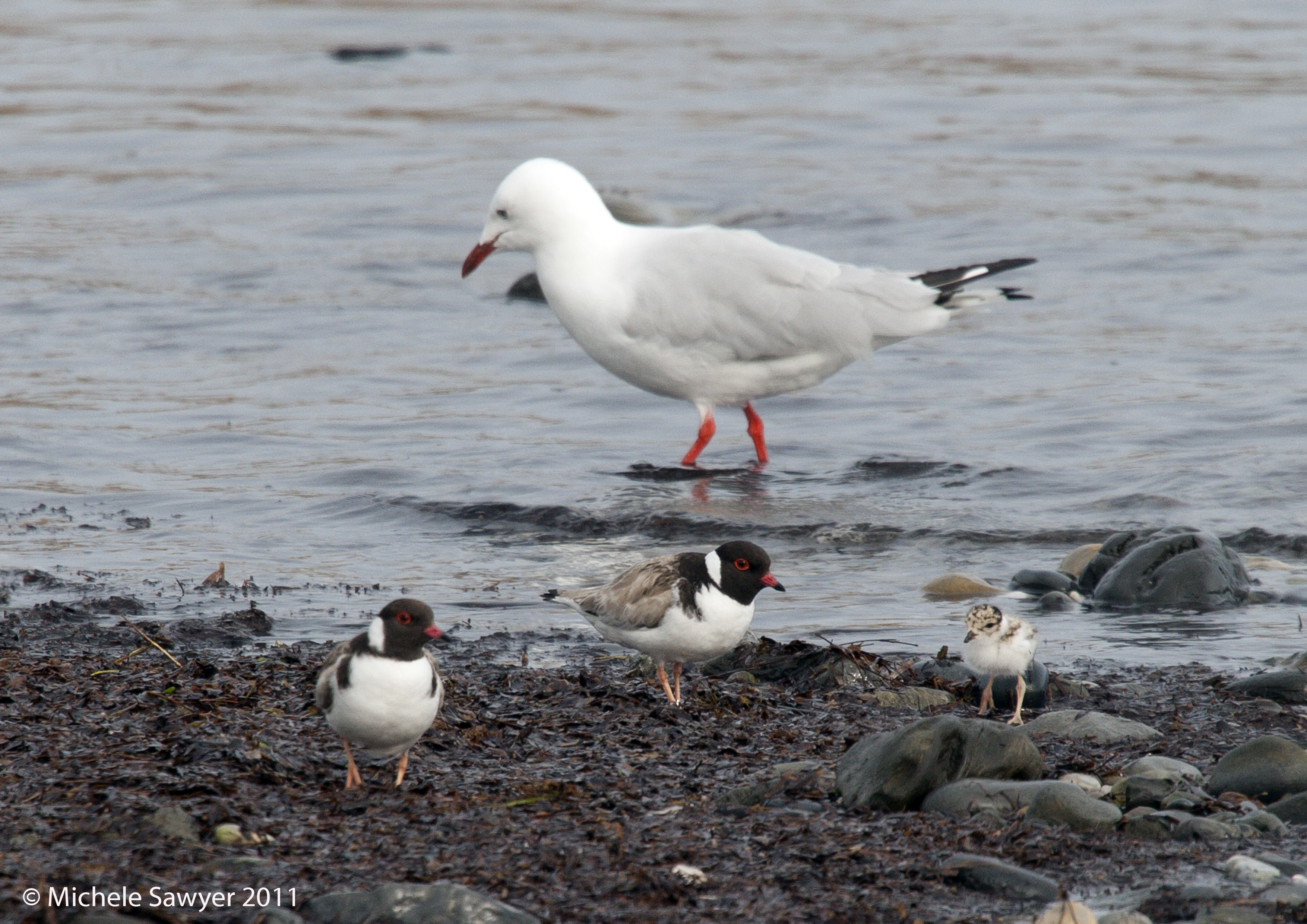 Hooded plover family next to a seagull. Photo: Michelle Sawyer