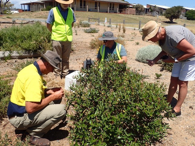 Releasing bitterbush blue butterflies at Minda Dunes