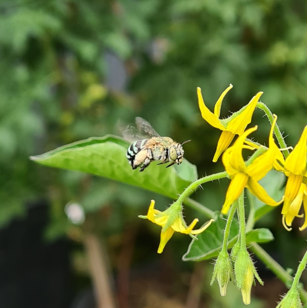 Blue-banded bee in Laura Carrington's garden.