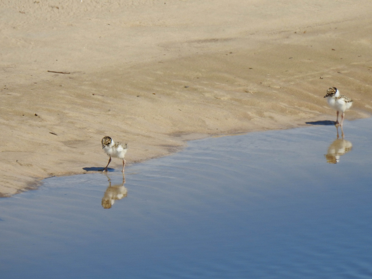 Hooded plover chicks at Seacliff-Photo: John Cobb.