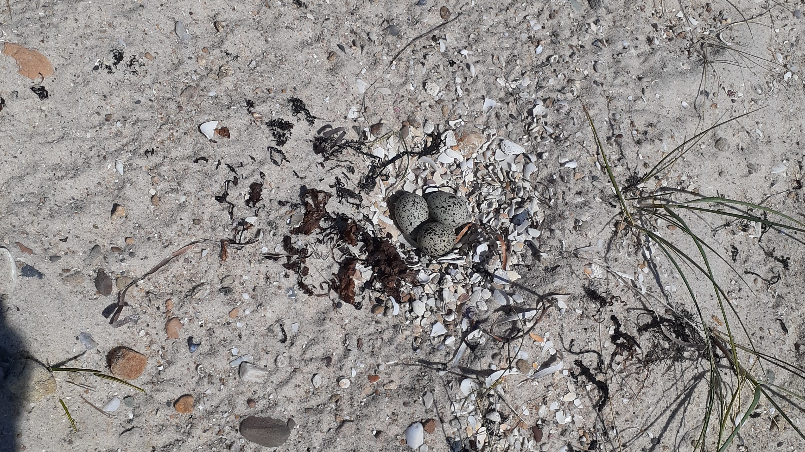 A hooded plover nest with eggs.