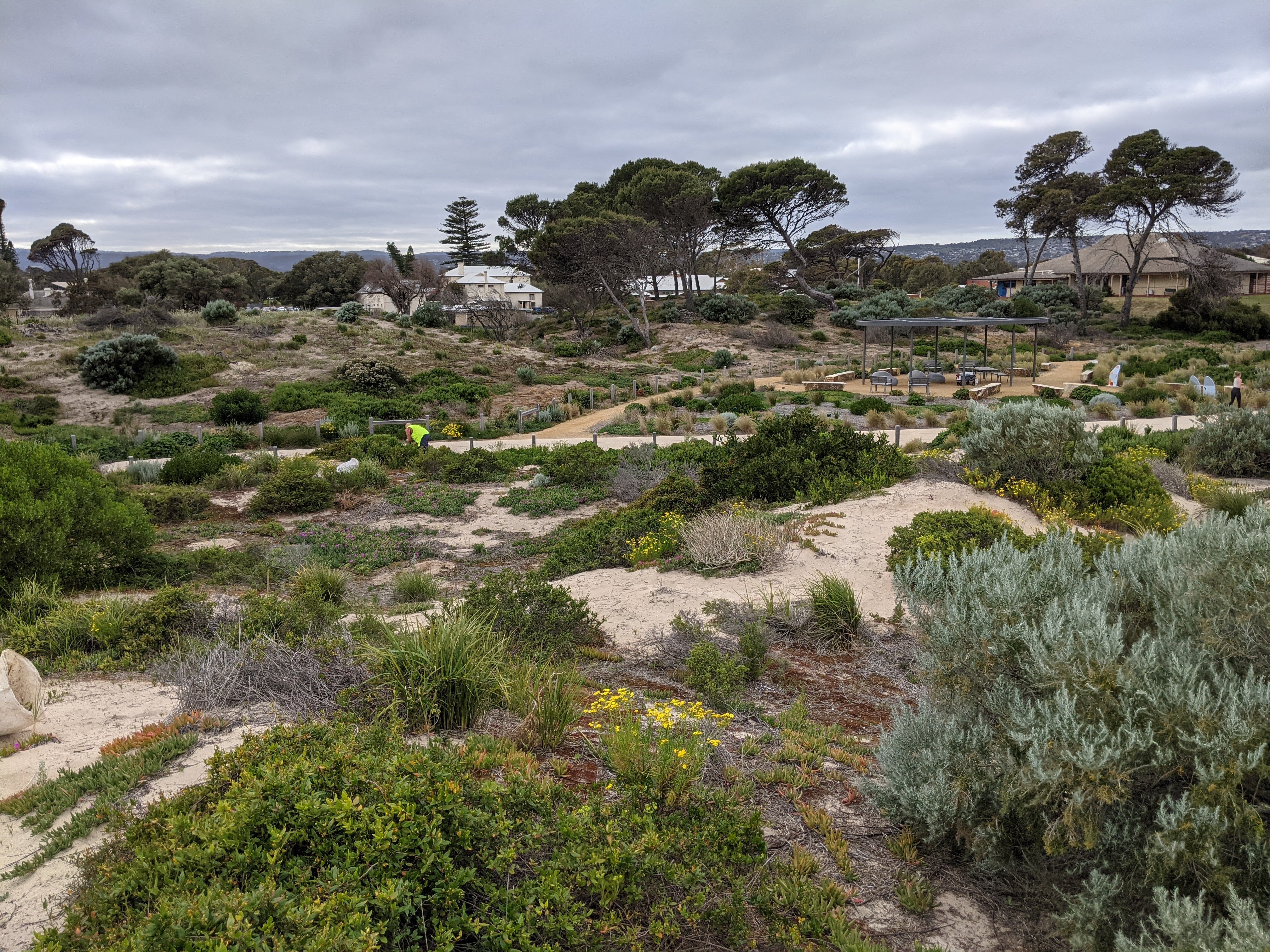 The Minda Dunes looking lush.