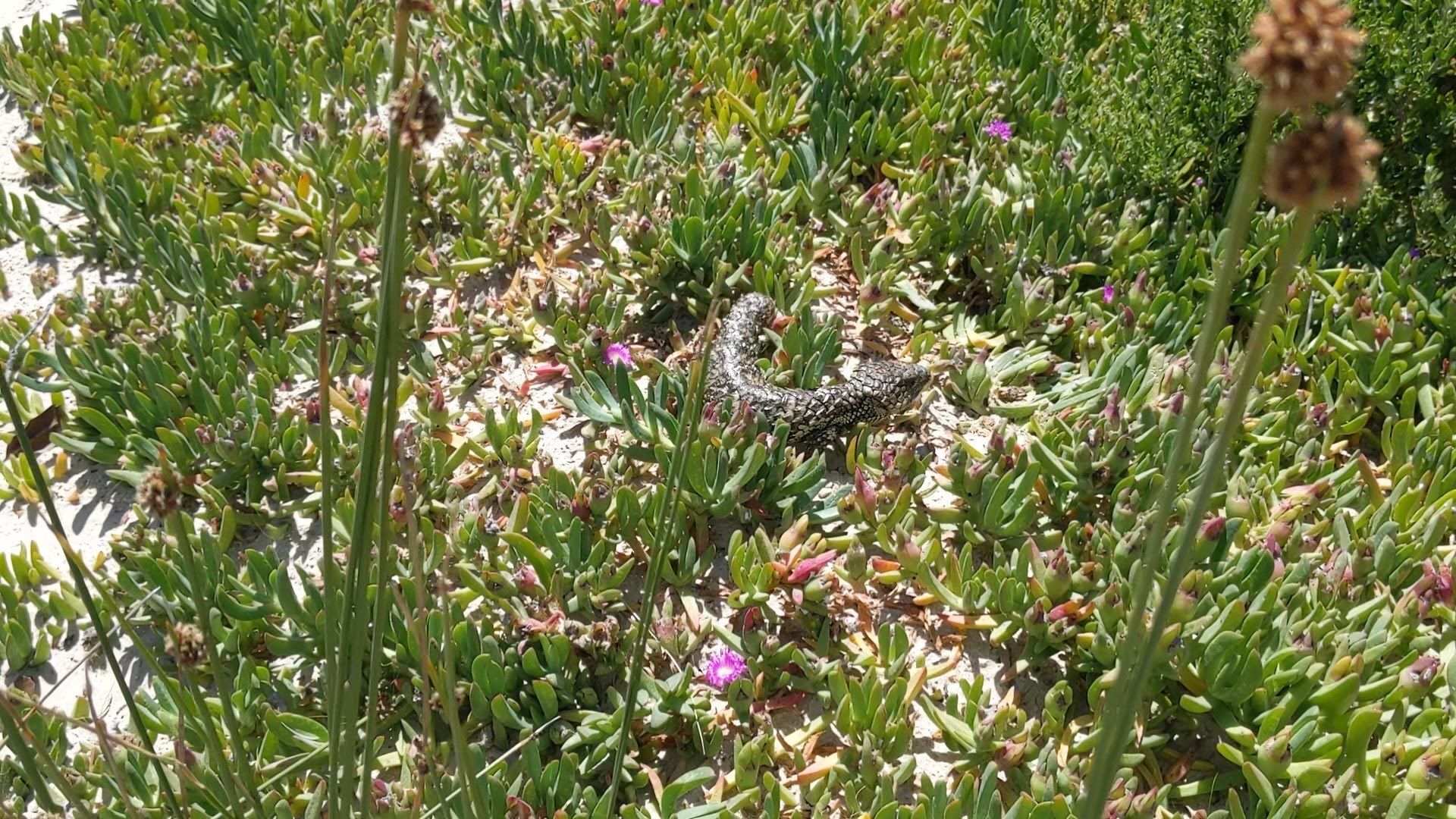 sleepy lizard in the Minda Dunes-Lindy Lawson