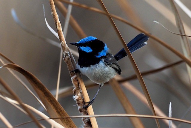 superb fairy-wren-credit J Syrette