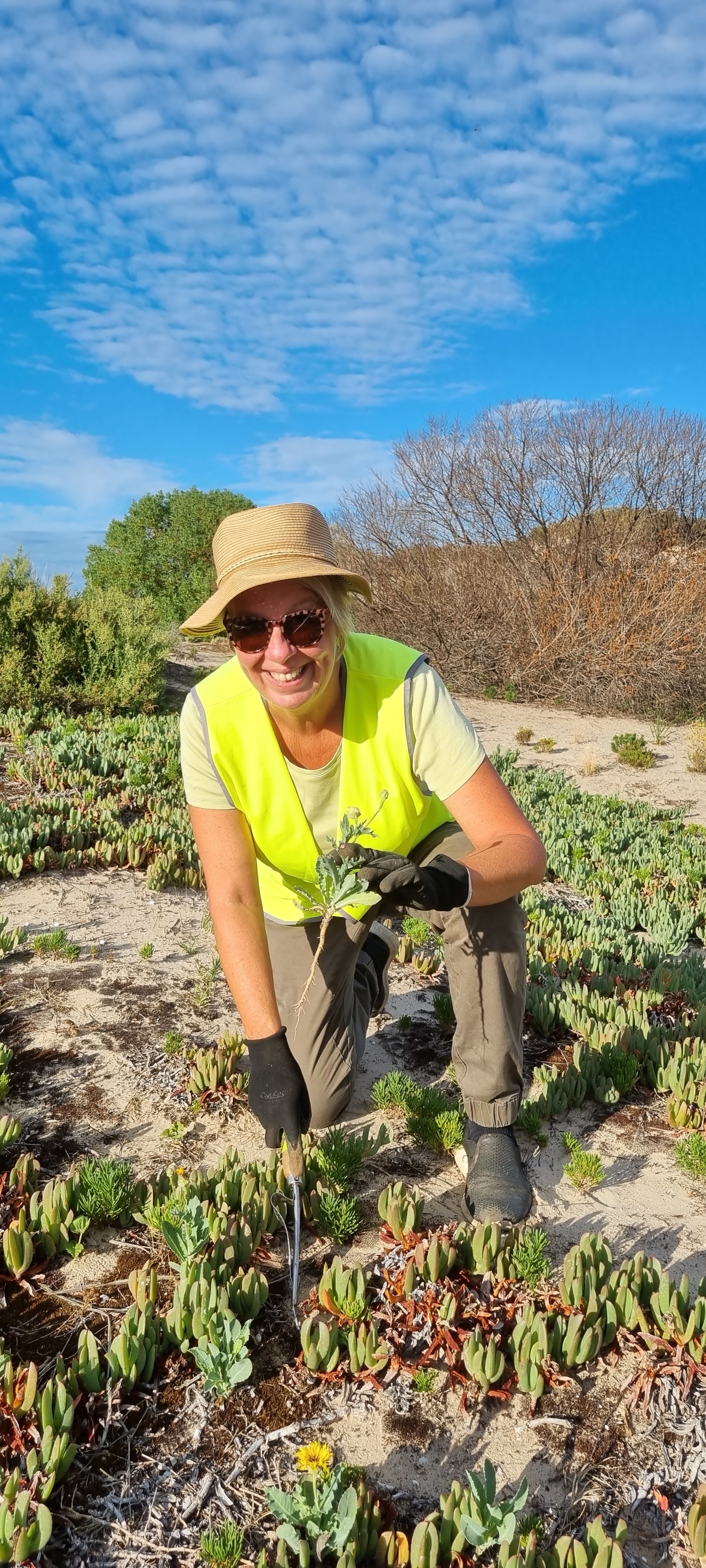 Lindy Lawson weeding in the Minda Dunes