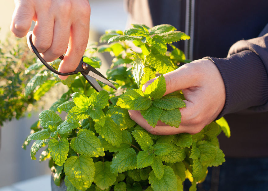 Lemon balm