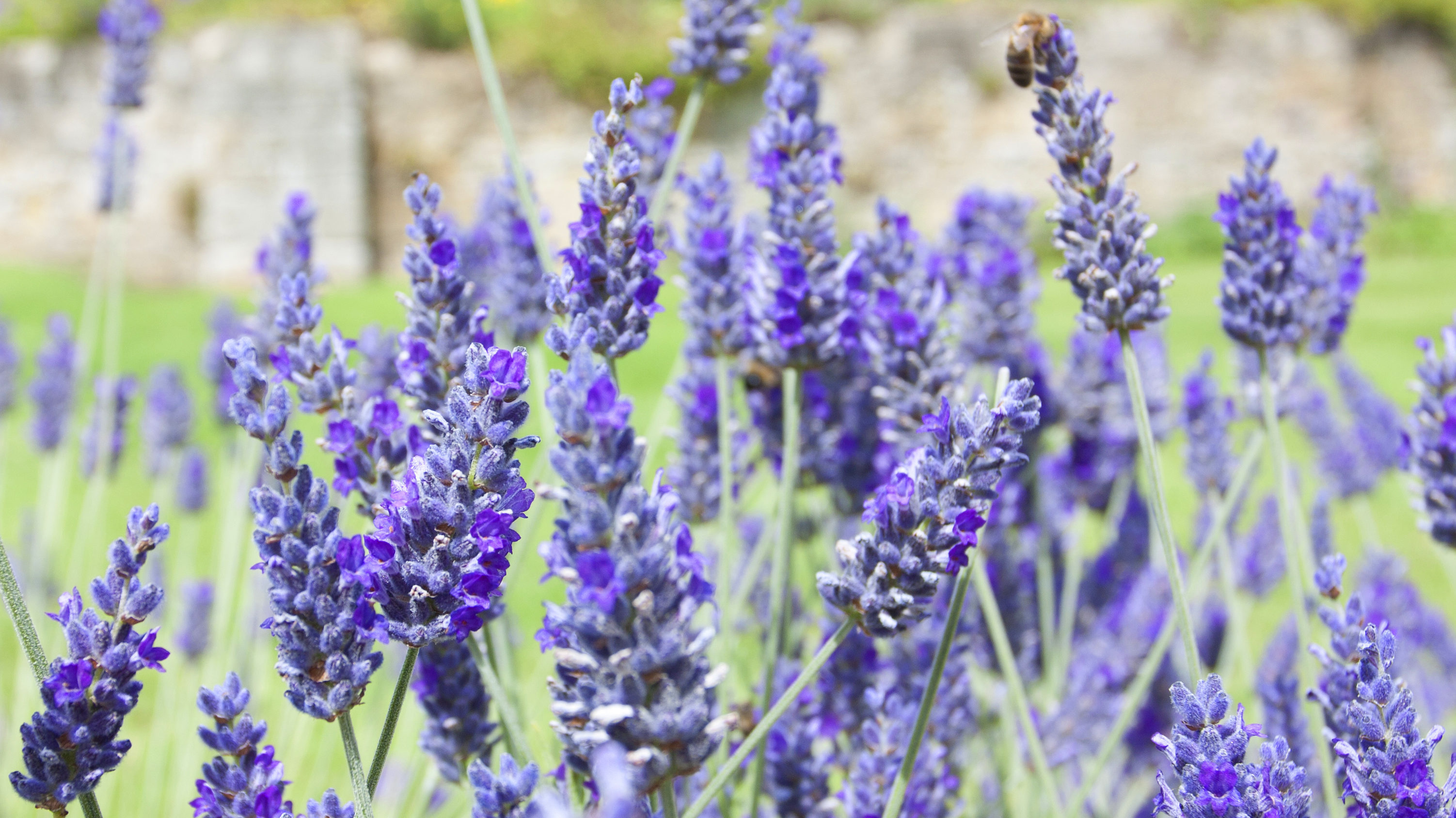 English lavender