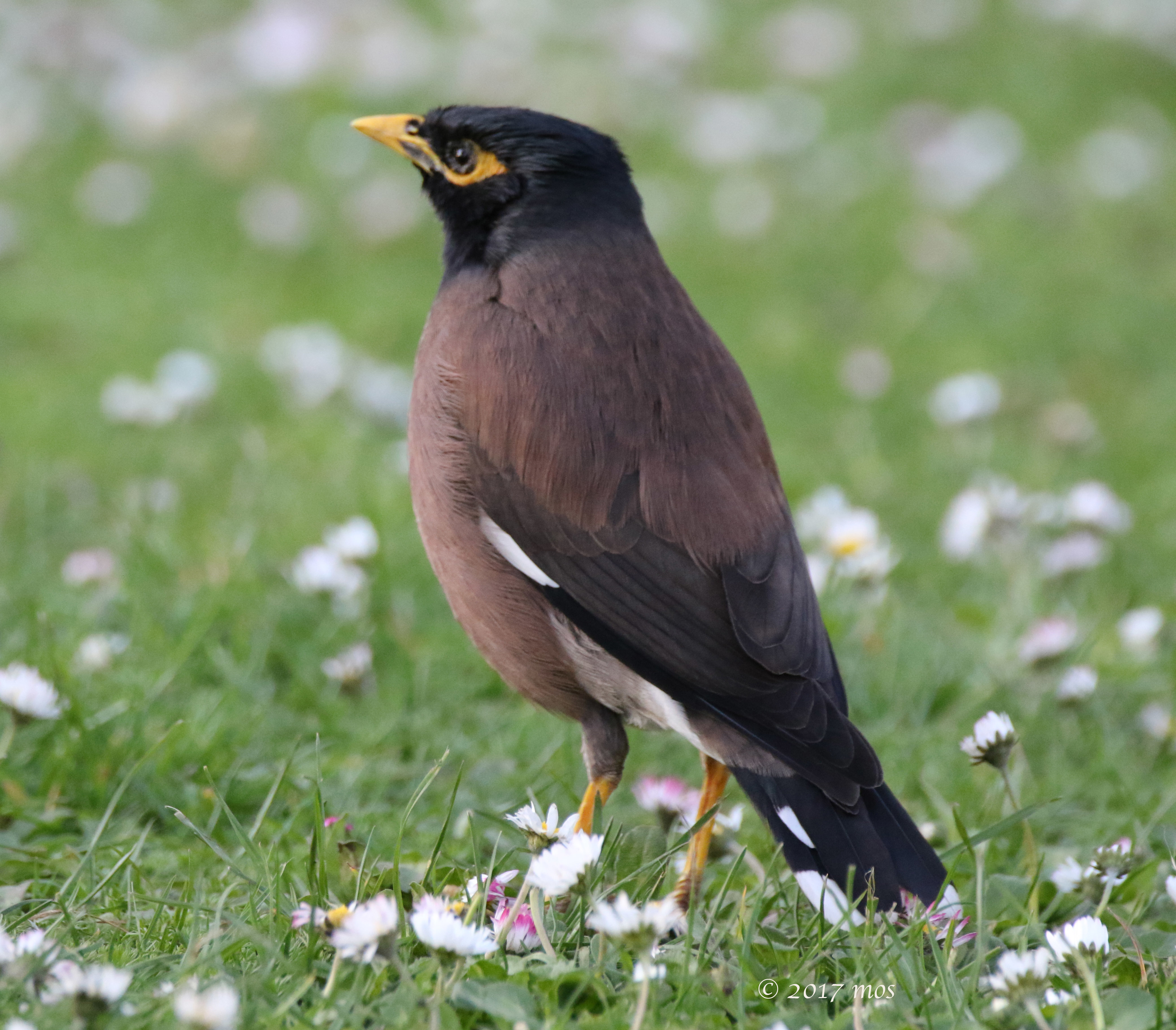 Indian myna-Melindra12 Wikimedia Commons