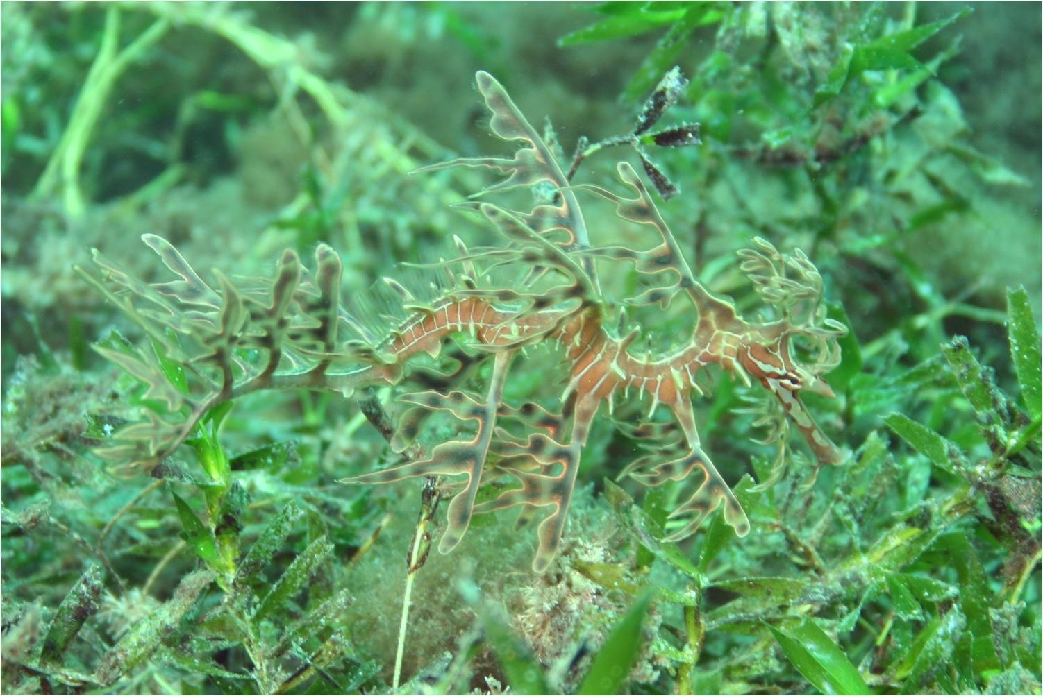 Leafy seadragon juvenile-Martin Stokes