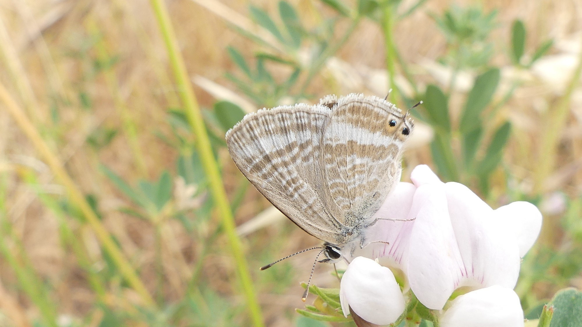 A pea blue butterfly (Lampides boeticus)-Matt Endacott