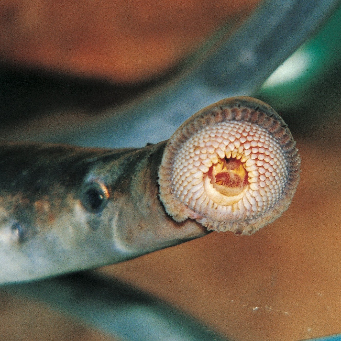 A lamprey, an eel-like creature, showing its hundreds of teeth