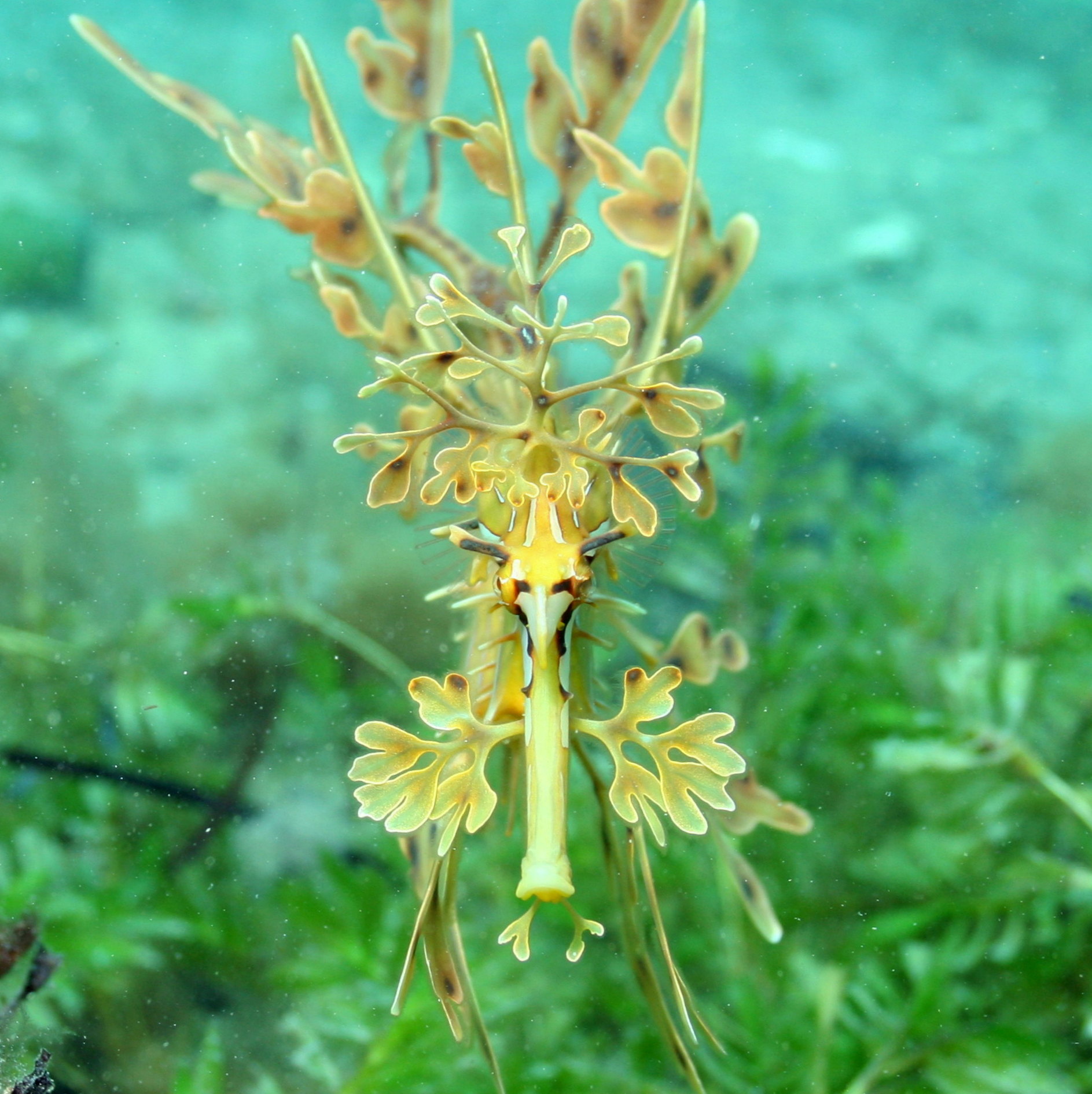 Leafy seadragon from above-Martin Stokes