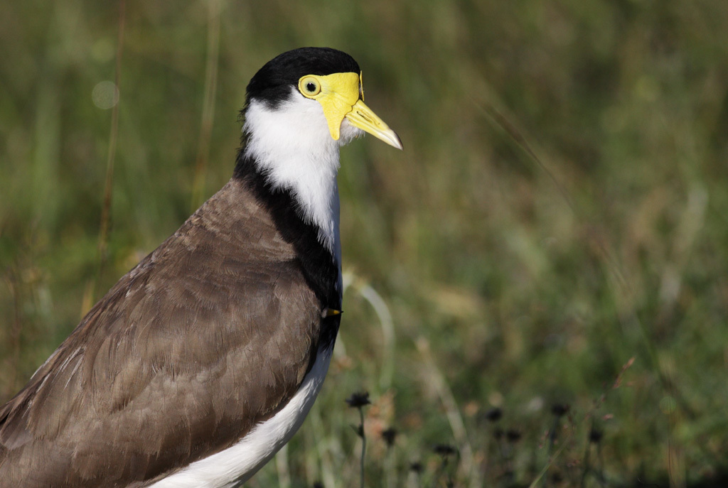 Adult masked lapwing-credit Leo, Flickr.