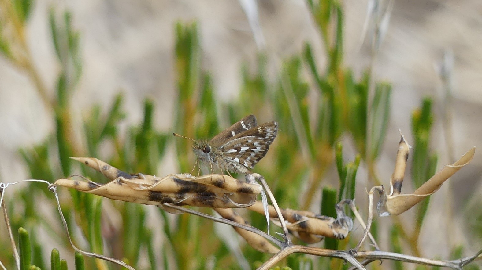 Mottled grass skipper-photo Matt Endacott.