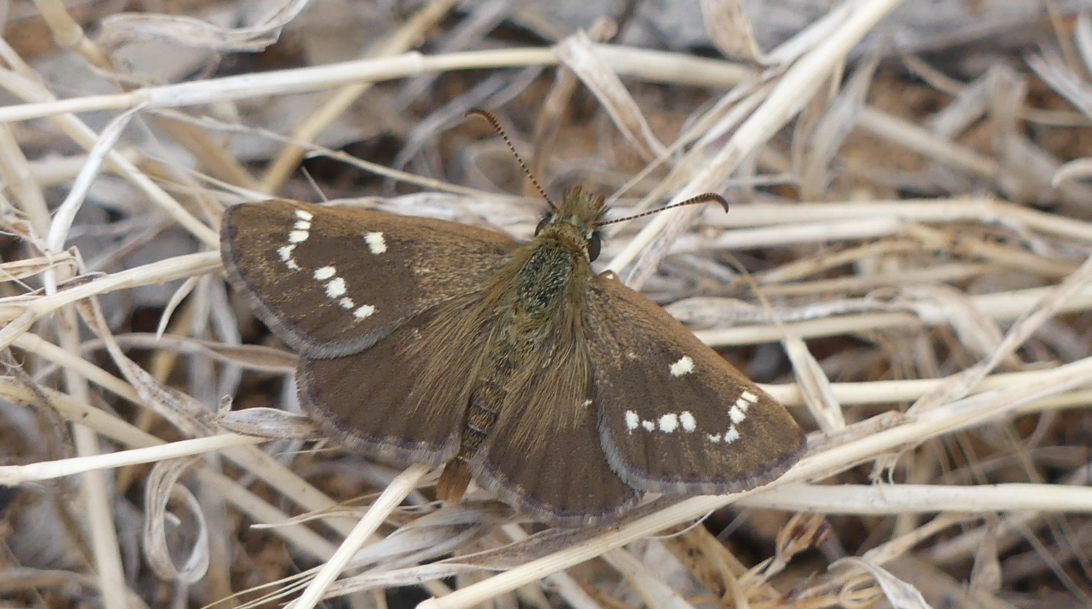 Mottled grass skipper with its wings open-photo: Matt Endacott