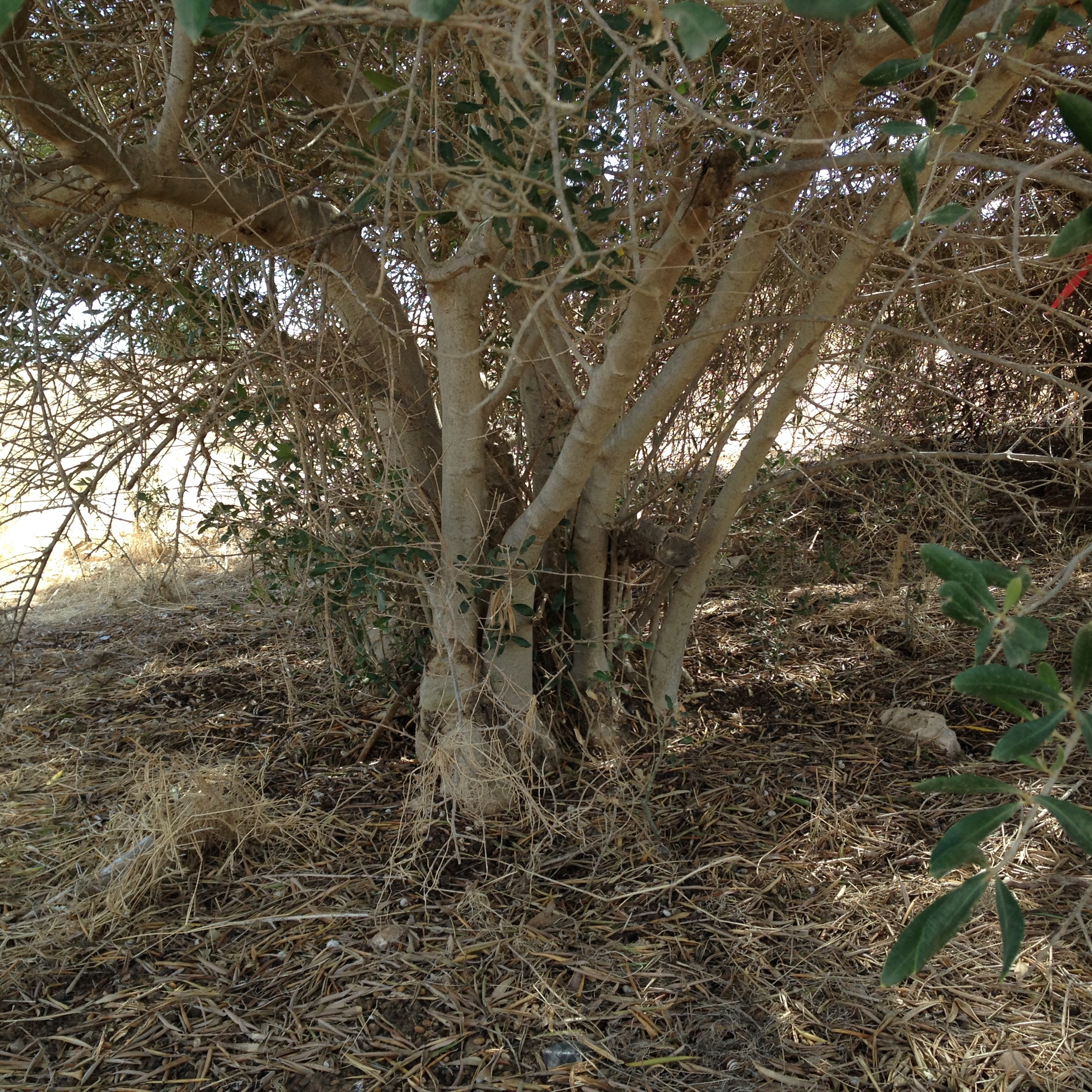 A multi-stemmed olive tree.