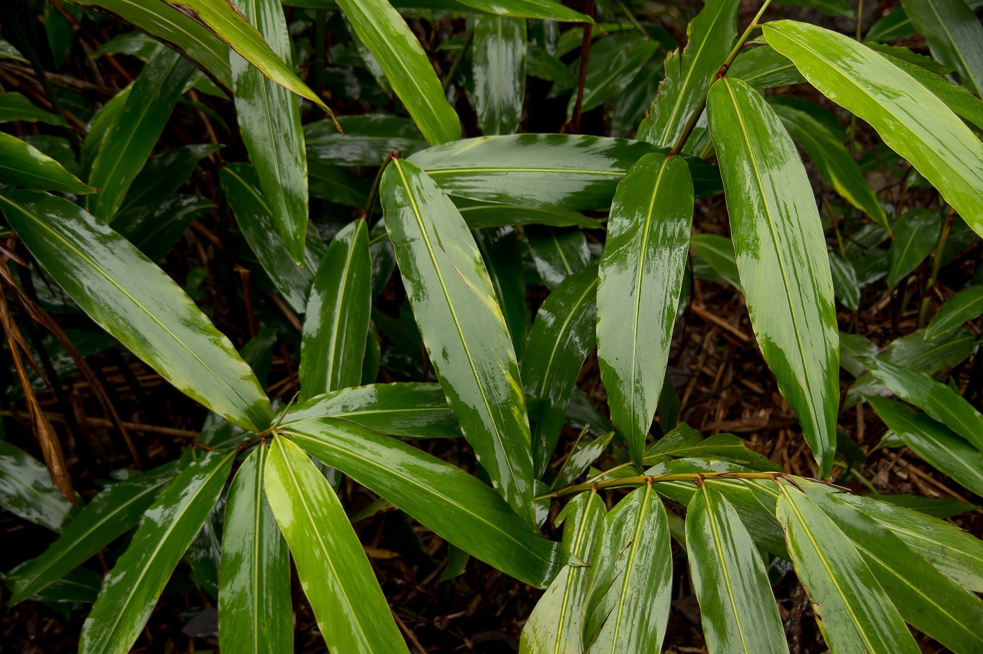 Native ginger