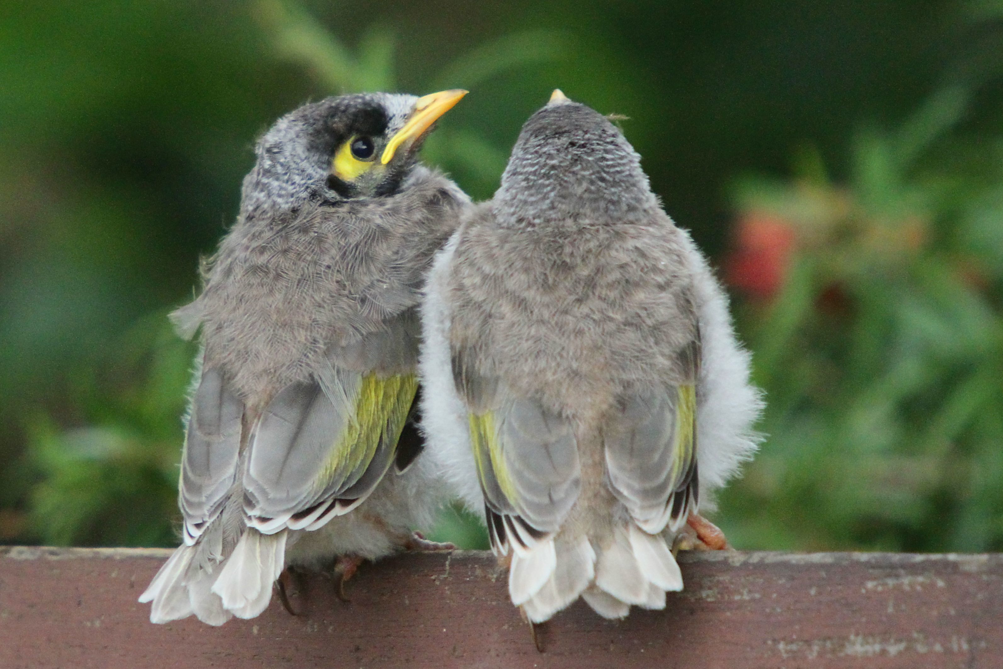 Noisy miner chicks-Mdk572 Wikimedia Commons