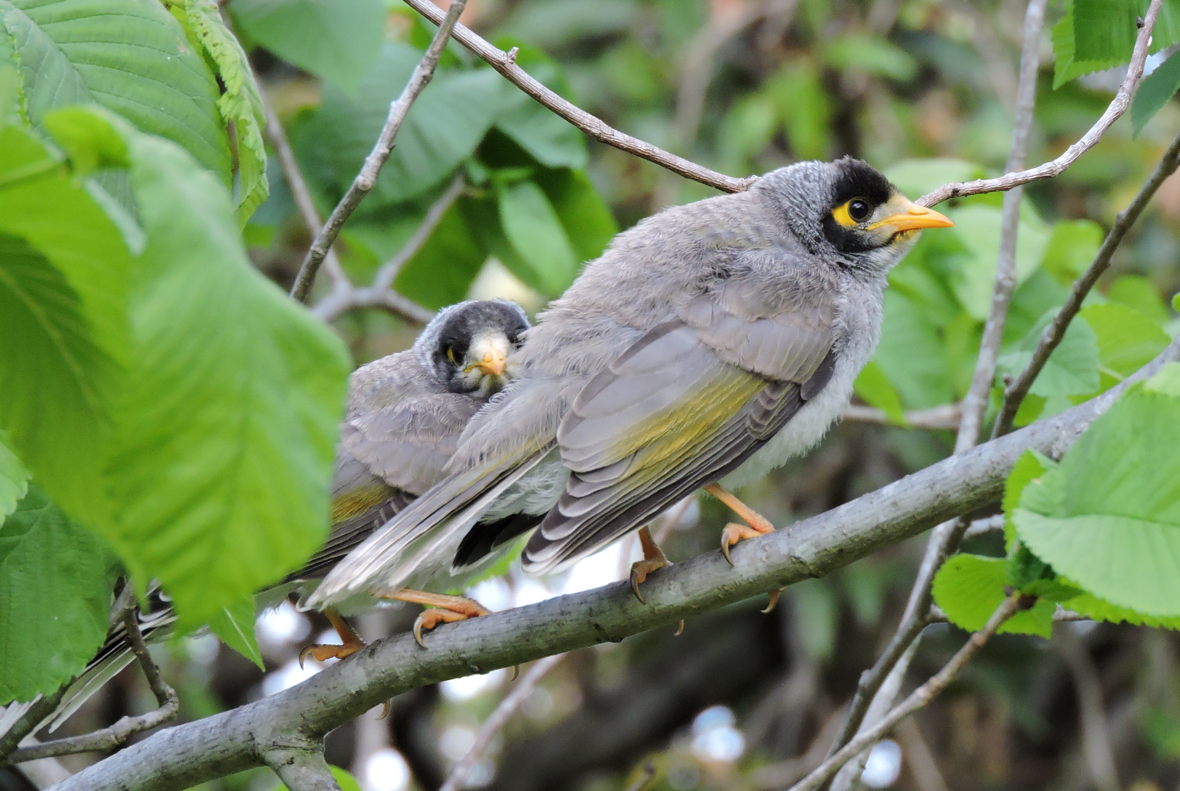 Noisy miner pair-Derek Keats Wikimedia Commons