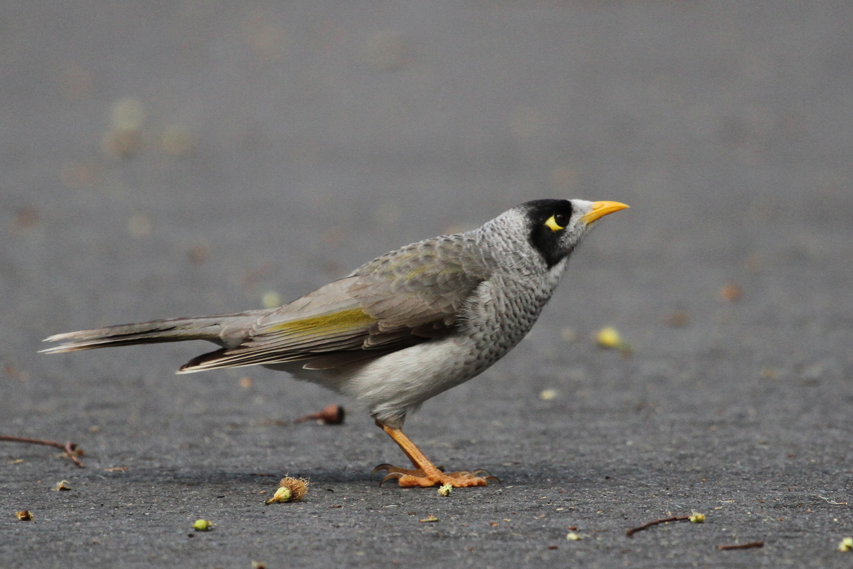 noisy miner-Edoddridge Wikimedia Commons