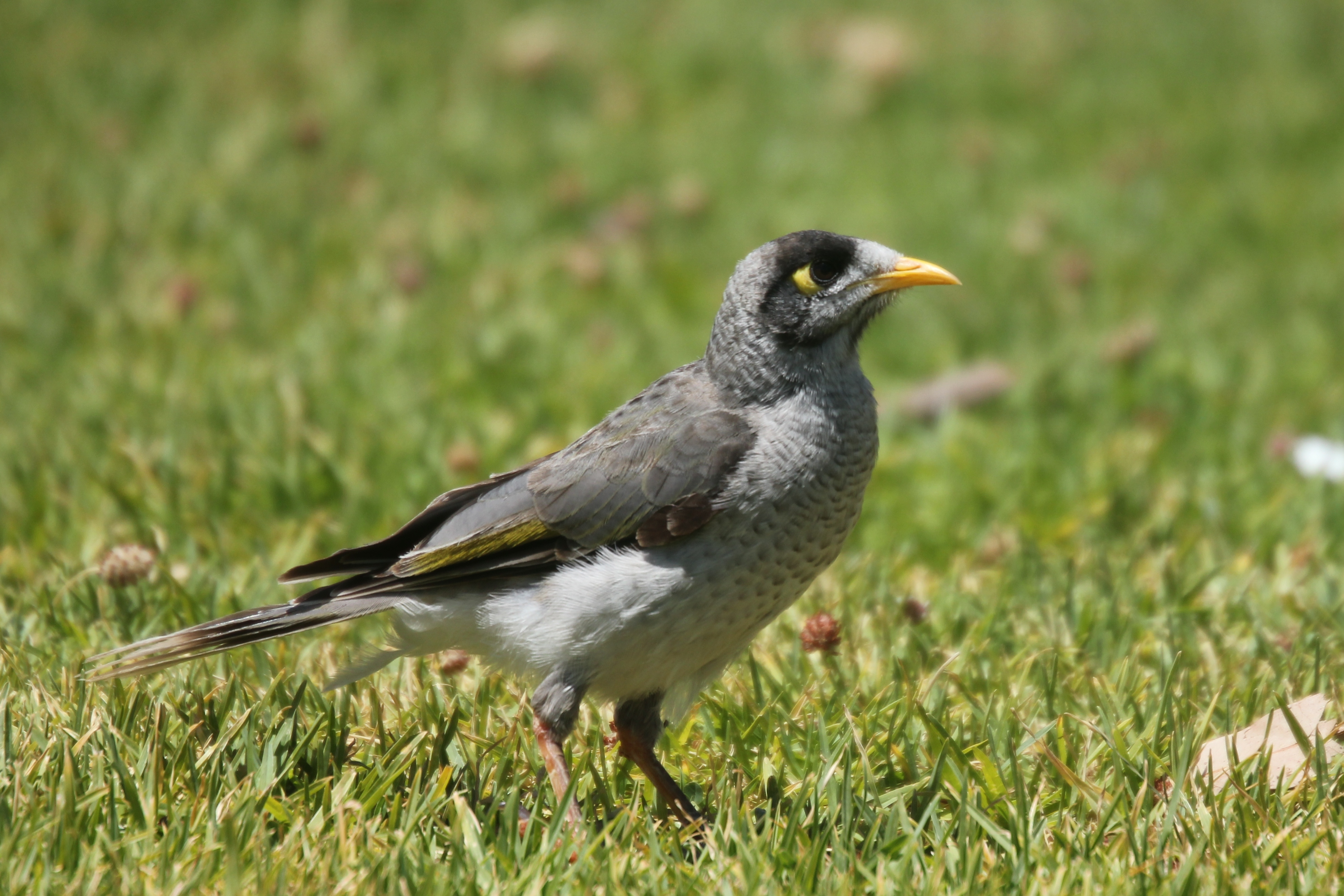 Noisy miner-Martin Stokes