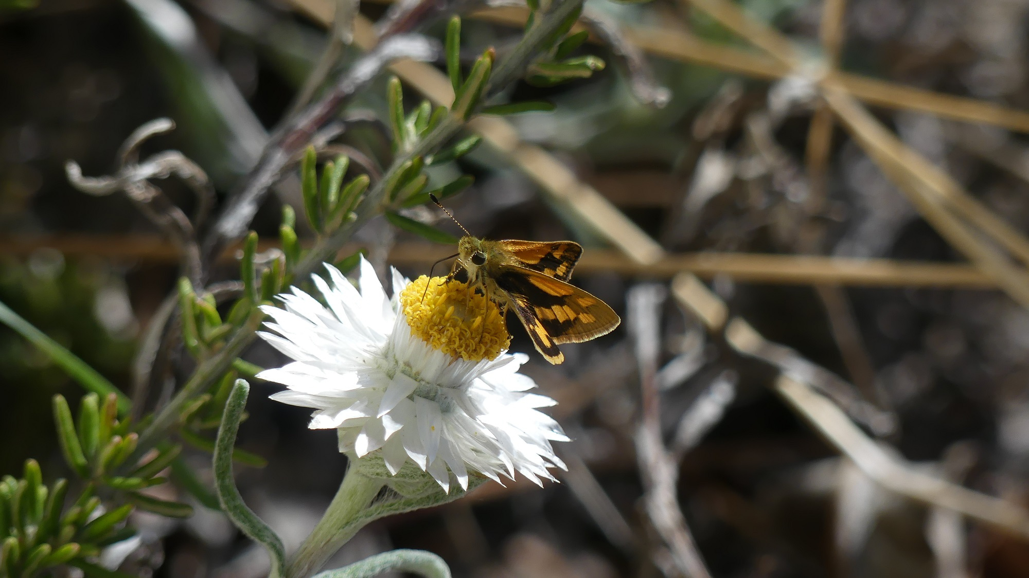 southern grass-dart (Ocybadistes walker)-Matt Endacott