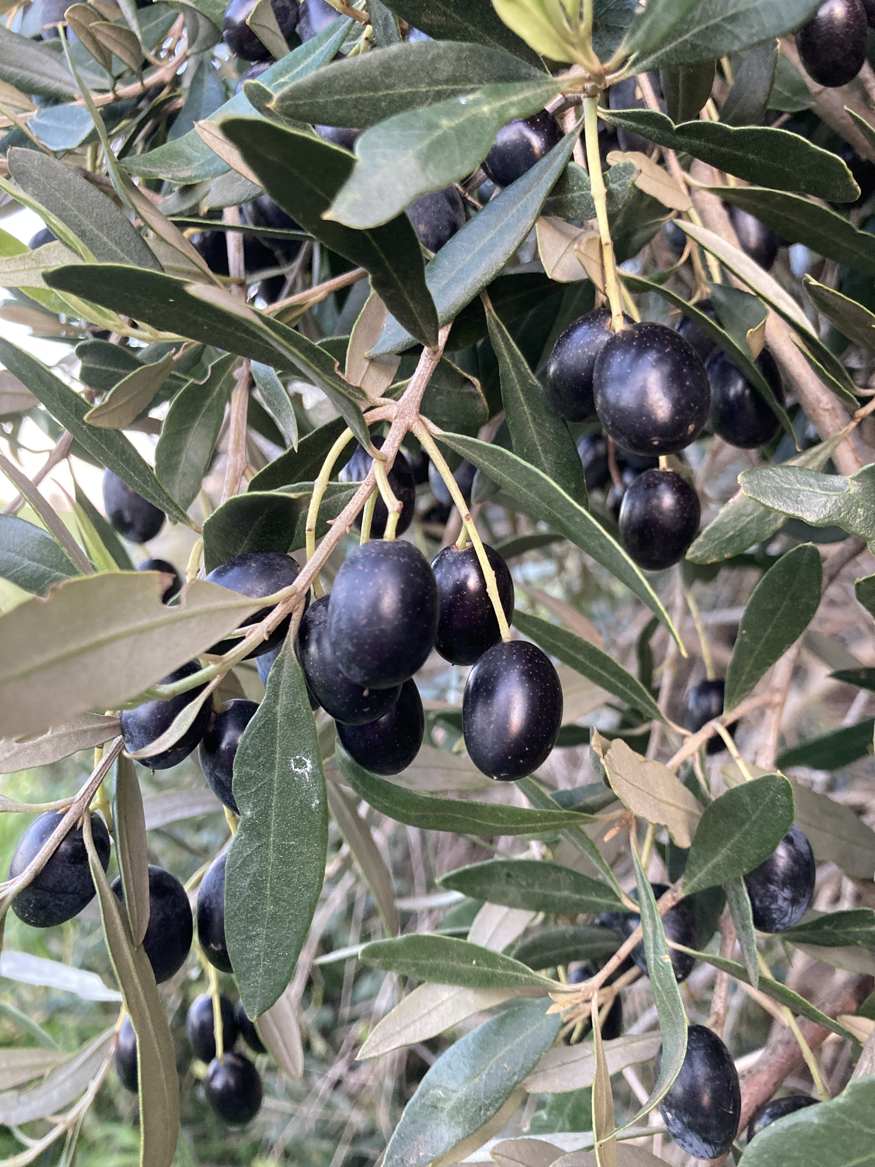 Help to manage feral olive - Green Adelaide