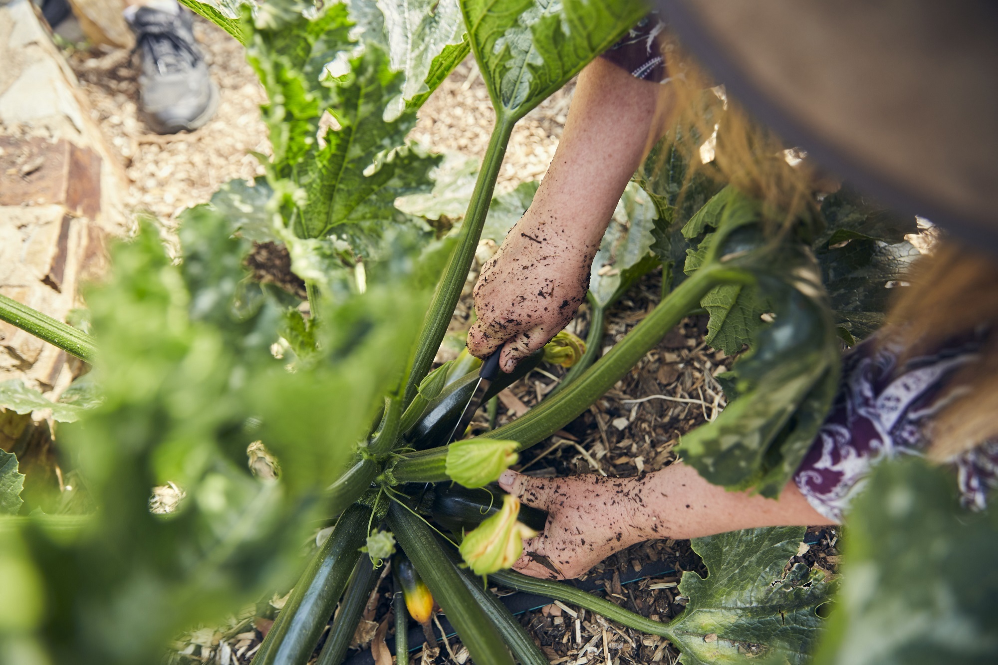 person harvesting zucchinis