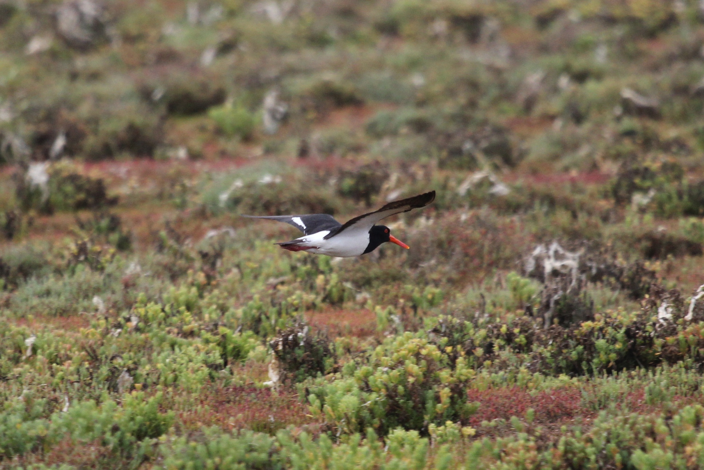 pied-oystercatcher-credit-tony-flaherty - Green Adelaide